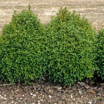 Buxus sempervirens Suffruticosa - Dwarf Common Boxwood