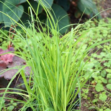 Carex acuta - Acute Sedge