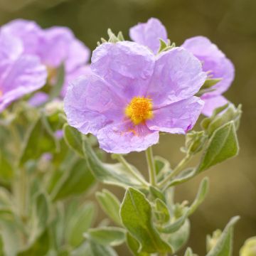 Cistus x florentinus Repens - Ciste