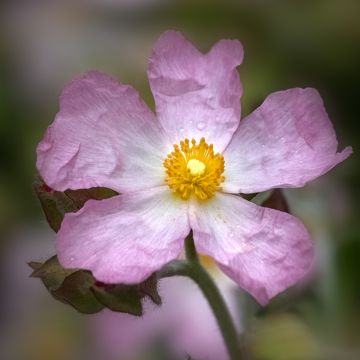 Cistus Grayswood Pink