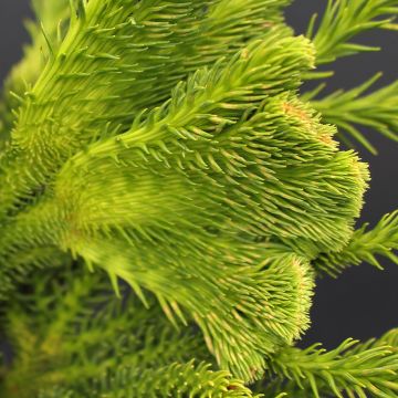 Cryptomeria japonica Tomahawk - Japanese cedar