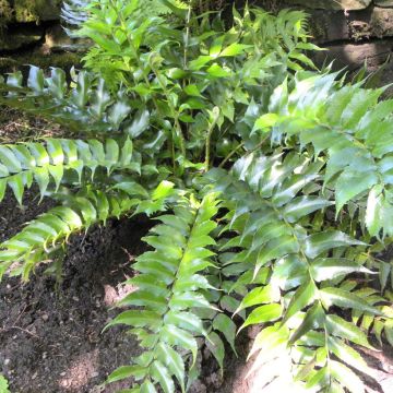 Cyrtomium falcatum - Fougère persistante