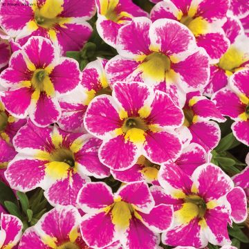 Calibrachoa Superbells Tropical Sunrise - Mini-Petunia