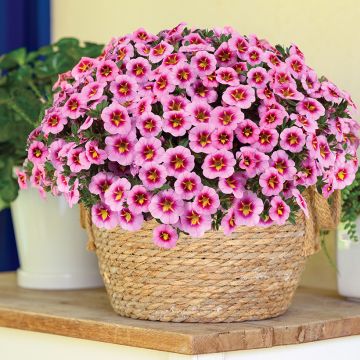 Calibrachoa Lia Spark Pink