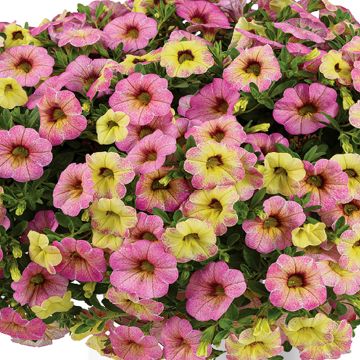 Calibrachoa Ombre Pink