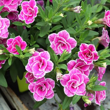 Calibrachoa Superbells Sweet Love - Mini-Petunia