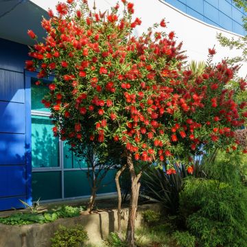 Callistemon rigidus - Bottlebrush