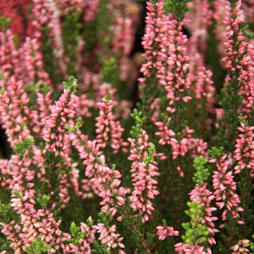 Calluna vulgaris Garden Girls Gina - Heather