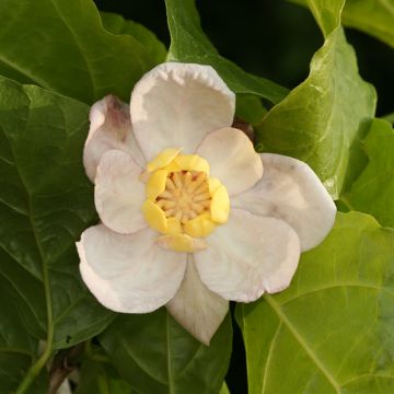 Calycanthus chinensis - Sweetshrub