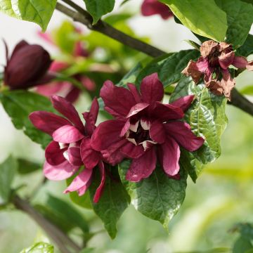 Calycanthus (x) raulstonii Aphrodite