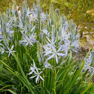 Camassia Blue Heaven