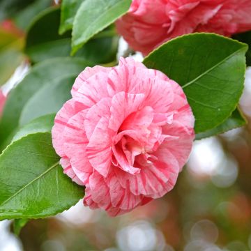 Camellia japonica Comte de Gomer