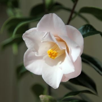 Camellia japonica Hagoromo (Magnoliiflora, Magnoliaeflora)