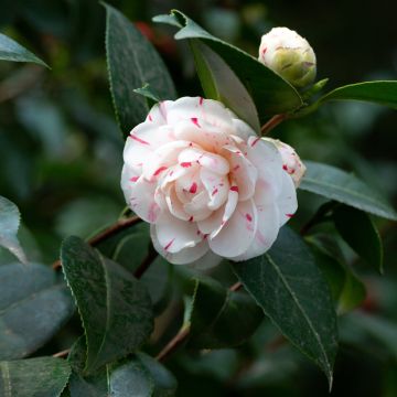 Camellia japonica Lavinia Maggi