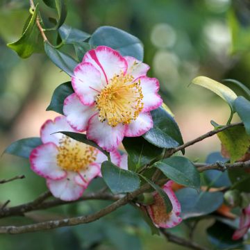 Camélia Okan - Camellia japonica de Higo