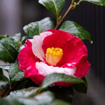 Camelia Robert Lasson - Camellia japonica