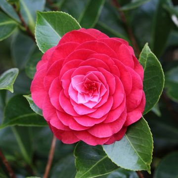 Camellia japonica Roger Hall