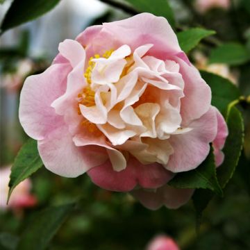 Camélia champêtre - Camellia High Fragrance