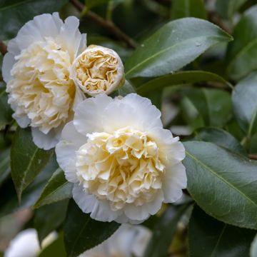 Camellia Jurys Yellow