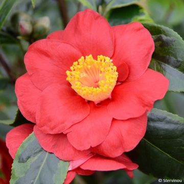 Camellia japonica Painter's Palette - Japanese Camellia