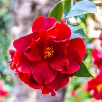 Camellia Royal Velvet