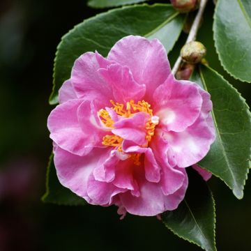 Camellia sasanqua Showa no Sakae