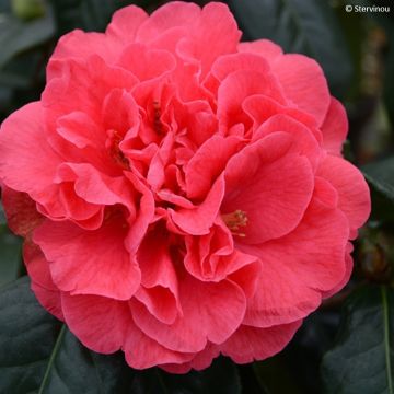 Camellia x reticulata Den Burton