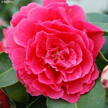 Camellia x reticulata Larry Piet