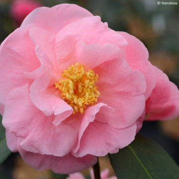 Camellia x reticulata Lila Naff