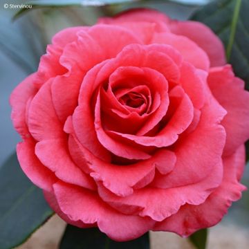 Camellia x reticulata Pagoda