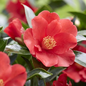 Camellia 1001 Summer Nights Jasmine - Camellia x changii