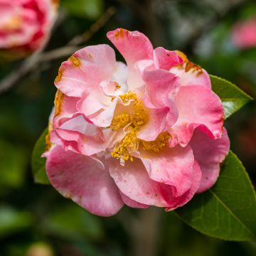 Camélia classique - Camellia Betty's Beauty