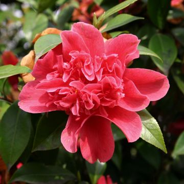 Camellia japonica Mark Alan