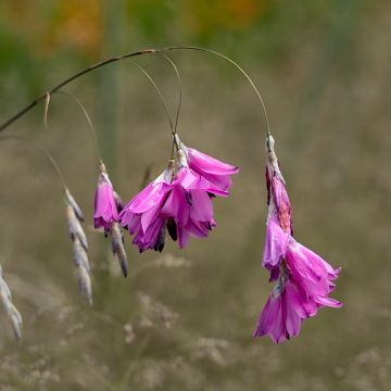 Dierama pulcherrimum Alba - Angel's Fishing Rod, a graceful perennial with  delicate foliage and pendulous spikes of white bell-shaped flowers.