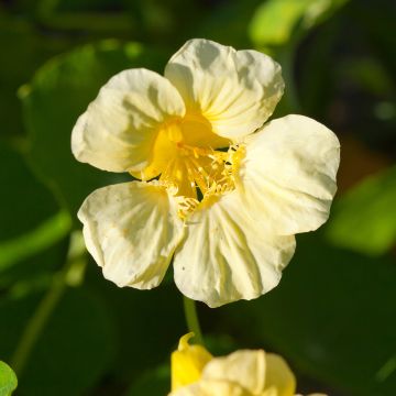 Tropaeolum lobbianum Moonlight