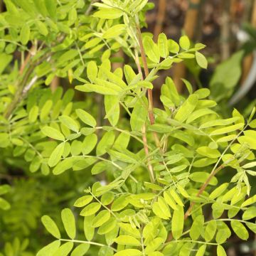 Caragana arborescens Lutescens - Siberian pea tree