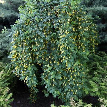 Caragana arborescens Pendula - Siberian Pea Tree.