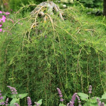 Caragana arborescens Walker - Siberian Pea Tree