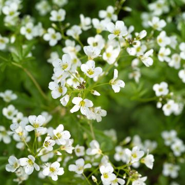 Cardamine yezoensis, Cresson des près