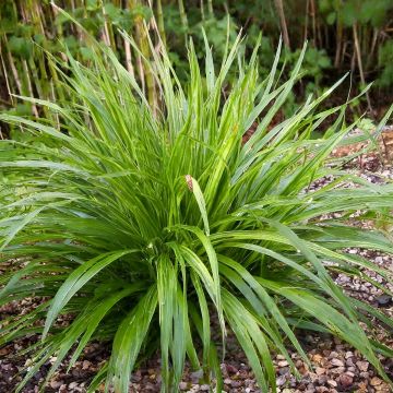 Carex comans  Phoenix - Sedge Green