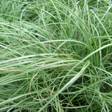 Carex comans  Phoenix - Sedge Green