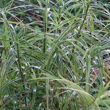 Carex muskingumensis Oehme - Laîche palmée