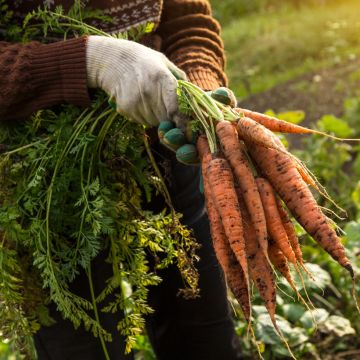 Carrot Berlicum 2