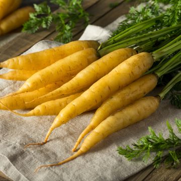 Daucus carota 'Goldnugget' F1