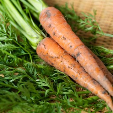 Carrot Nantes 2 Topfix - Pelleted Seeds