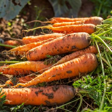 Carrot Valery - Daucus carota