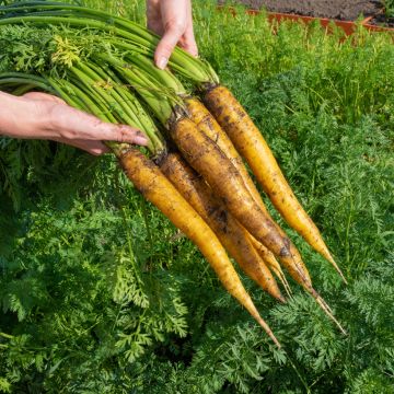 Carrot Jaune du Doubs - Ferme de Sainte Marthe untreated seeds