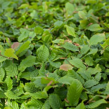 Carpinus betulus - Hornbeam