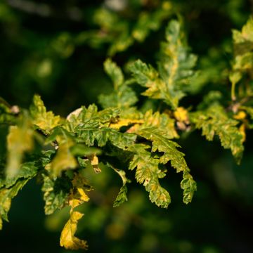 Carpinus betulus Quercifolia - Hornbeam