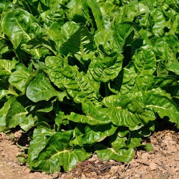 Spinach Giant Winter Ribbon Seeds - Ferme de Sainte Marthe seeds